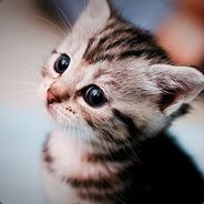 Kiri-Katsi