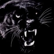 DarkCat