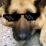 -DoGezZ-