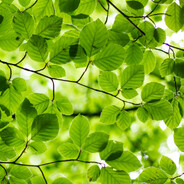 Foliage