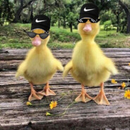 Patito
