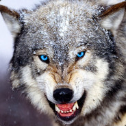 AlphaWolf