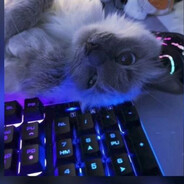 [kda9]cat_cs2