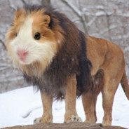 azor