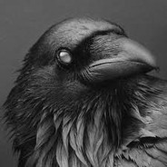 Gray Raven