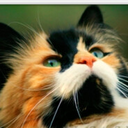 gato tricolor
