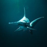 SharkPanzer