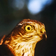 ATMACA