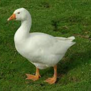 Goosie