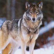 WolfplayDay