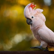 Cacatua