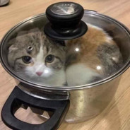 PadThai