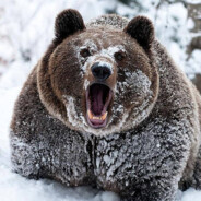 BearNecessities