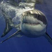 †~ShArKy~†