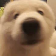 [MN1C] lubiciel krowa