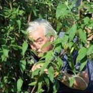 BushMan