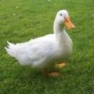 Duck King
