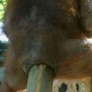 Noobrt