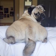 Puggin'