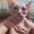 Group Avatar