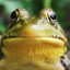 |frog|Kevin|