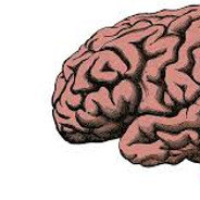 brain