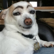 Perro Cejón