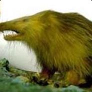 Xebbert
