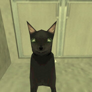 I'M A CAT!!!