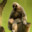 Group Avatar