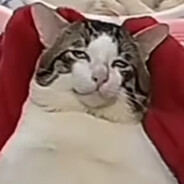 9-5 猫