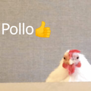Pollo