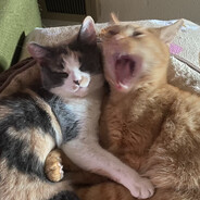 Fuzzlewerth