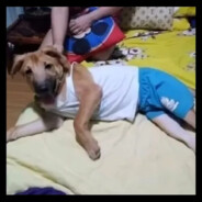 Atletli Köpek