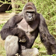 Harambe
