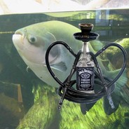 Pacu Do Nargs