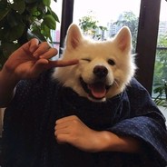 圣杯骑士