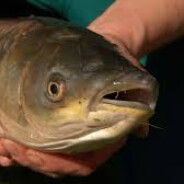 Mr. AmurFish