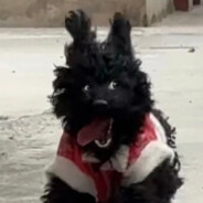 比基尼鲸鱼