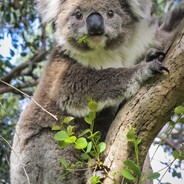 Koala-fication