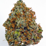 Nug