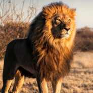 Mufasa