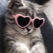 Neko-suki