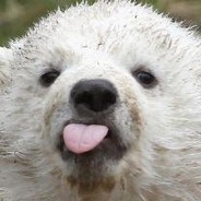 Fluffy Panda