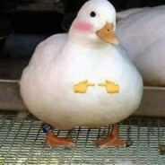 Luzmeister