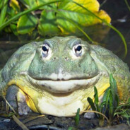 FROGFR