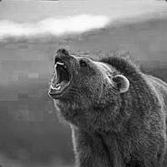 A Bear.