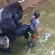 Harambi