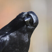 Corvus