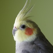 Papugaicheg